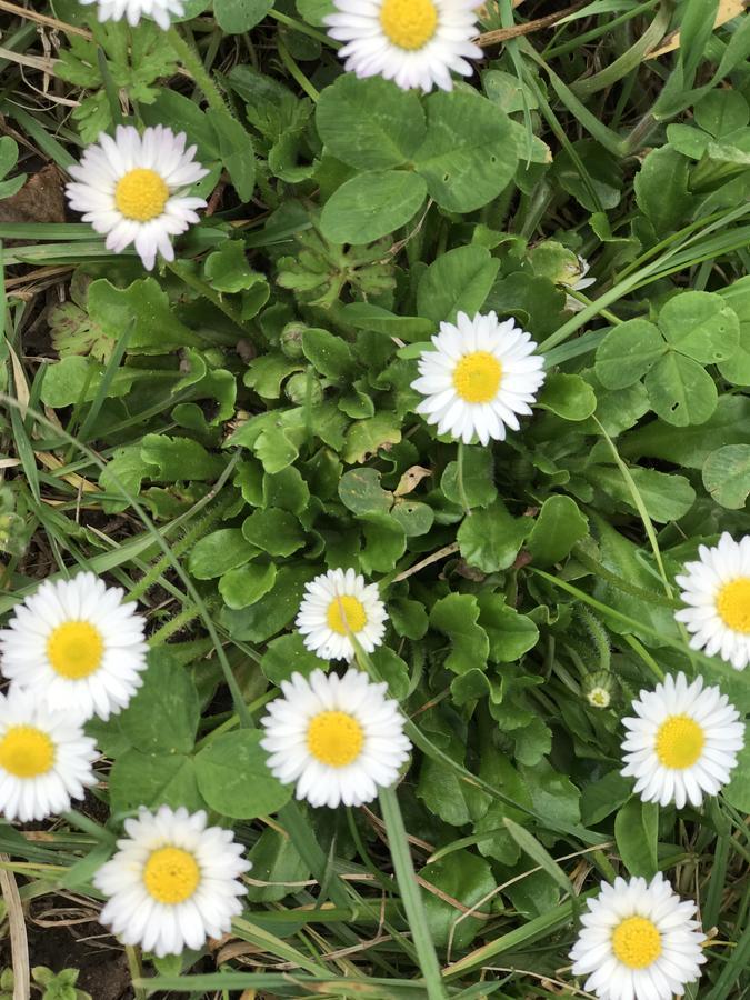 فندق Dornroeschen Höchst im Odenwald المظهر الخارجي الصورة